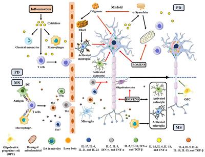 Natural products targeting cellular processes common in Parkinson's disease and multiple sclerosis